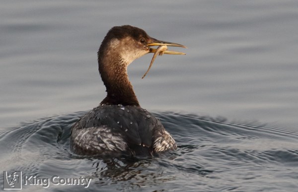 Photo of Podiceps grisegena